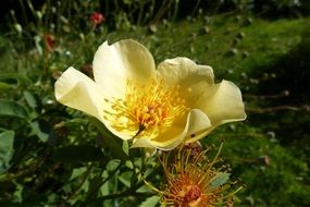 rose with golden petals