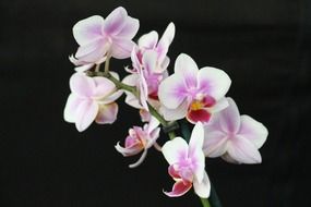 purple orchid blossom flower on black