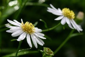 daisies close up