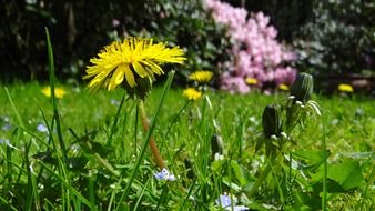 green meadow with yellow dandelions under the bright sun