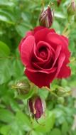burgundy rosewood with large petals in the garden