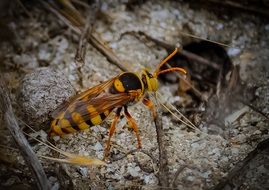 wasp on stone