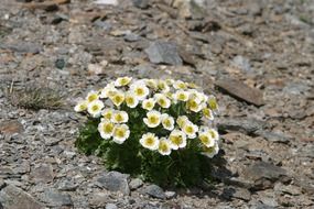 bush of white flowers in the Alps