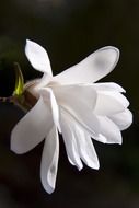 white magnolia in spring