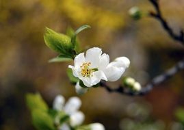 Macro photo of tiny white flower in nature