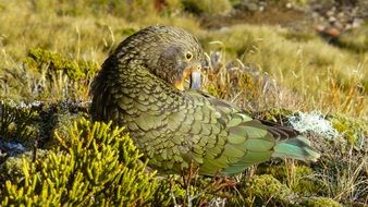 kea parrot new zealand