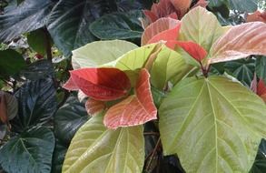 ficus auriculata green and red leaves