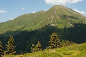 mountain forest in austria