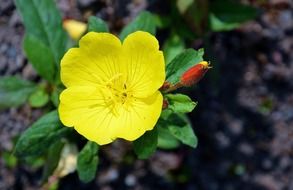 yellow flower close up