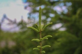 top of spruce with new twigs