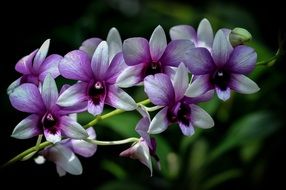 tropical orchid purple