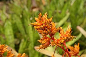 exotic orange tropical flowers