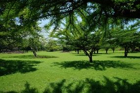 tree shadows on the green grass on a sunny day