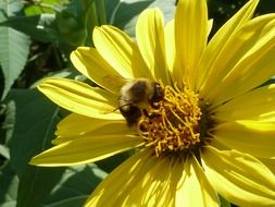 close-up photo of pollination of a large yellow flower