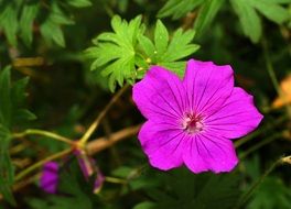 beautiful cranesbill flower