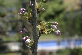 Close-up of the tree in spring on a blurred background