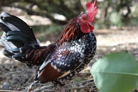 Rooster on the farm