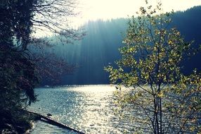 bright sun over a lake among the forest