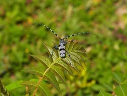 alpine cincér on a leaf close up