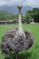 portrait of a gray ostrich on a farm