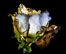 Cotton in capsule on black background