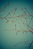 bare tree branches against the sky