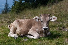 Young heifer on the meadow