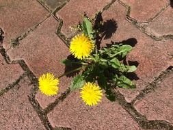 three yellow dandelions on the cobblestones