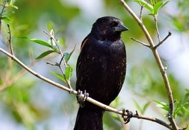 red winged blackbird on a branch