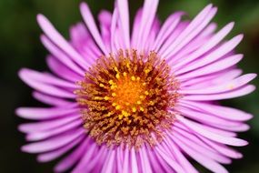 Garden purple flower close-up