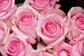 a bouquet of pink roses