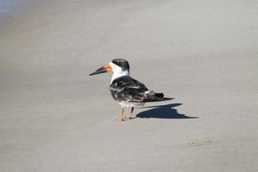 black skimmer on the beach