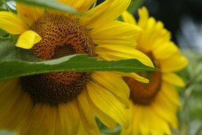 young sunflowers