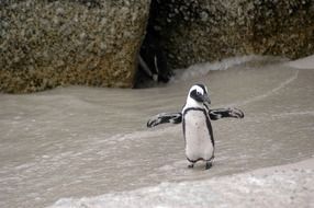 magellanic penguin in the snow