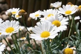 field daisies