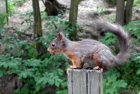 gray squirrel on a stump closeup