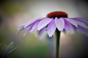 natural flower in the spring garden