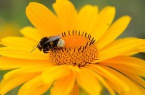 pollination of a large orange flower close-up