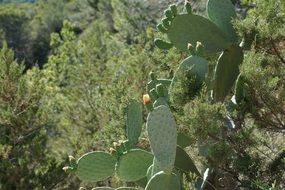 green cactus plant prickly spur