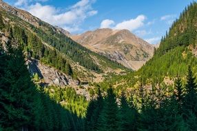 panorama of green forest and hills in the Alps
