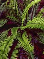 bright green ferns in the forest