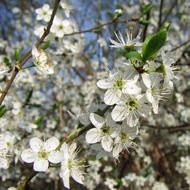 beautiful and delightful cherry blossom