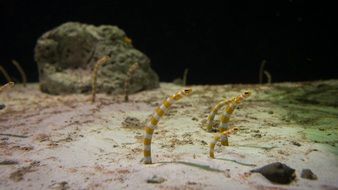 striped Garden Eels in aquarium