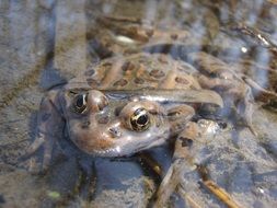 Frog in water