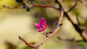 small pink flower on a tree in spring