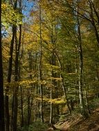 path through the autumn forest