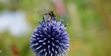 bee on blue flower feeding close