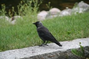 western jackdaw on stone surface