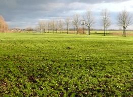 landscape of trees on meadow