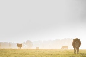 grazing cows on misty meadow